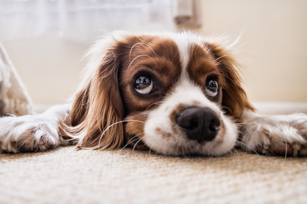 Photo of a dog lying on the floor looking sad.