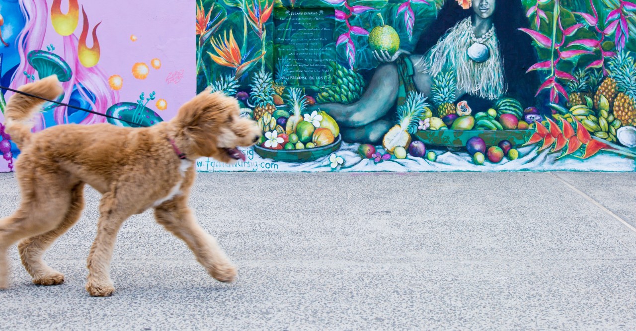 A dog walking along a street on a lead with a graffiti wall behind it 