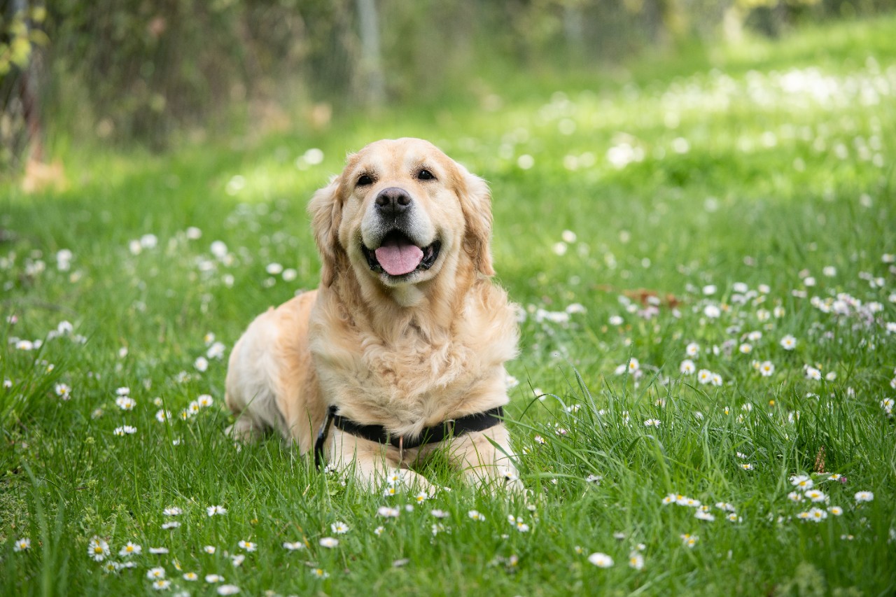 photo of a dog lying in grass in a park