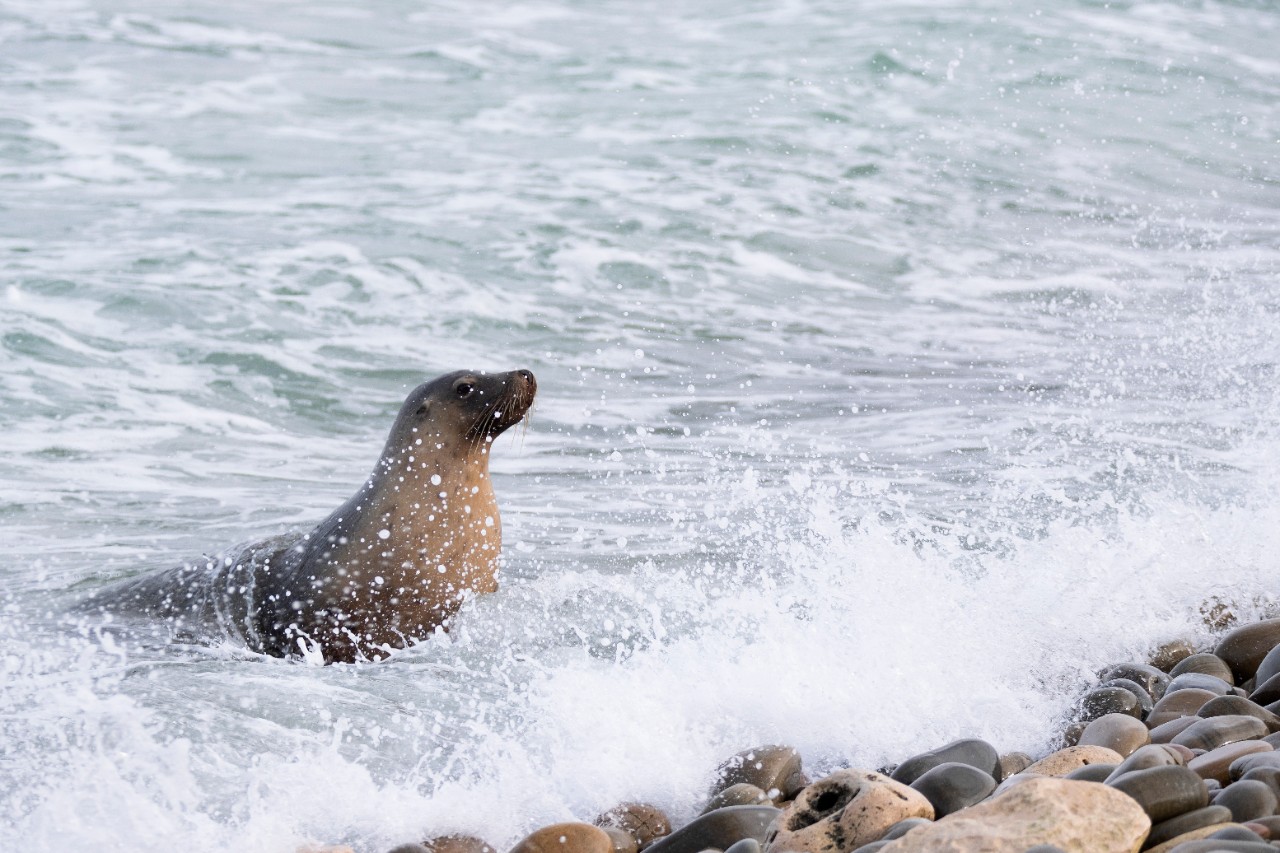 Australian sea lion in the ocean