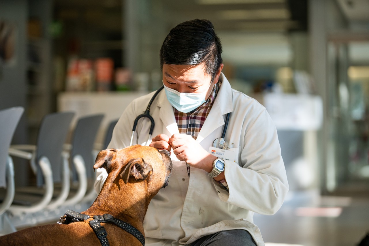 Dr Jason Hoon with Barney at the University Veterinary Teaching Hospital