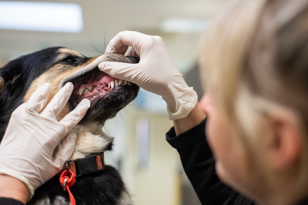 A young black and brown dog's teeth are being assessed by a UVTHS staff member wearing gloves.