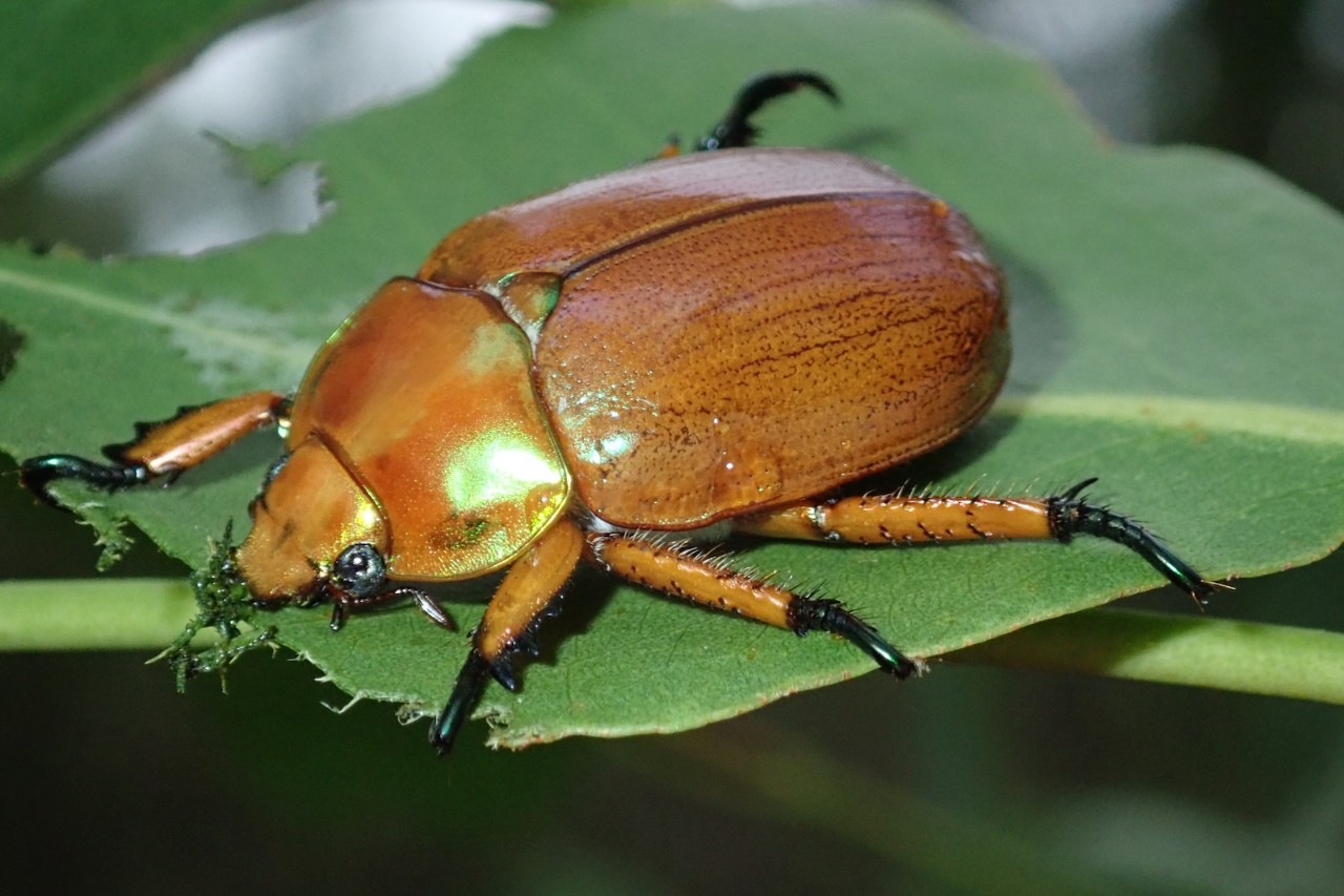 Christmas beetle
