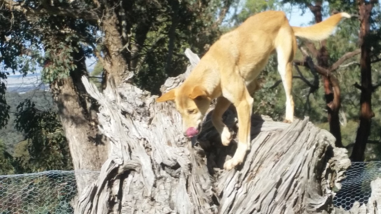 Photo of a dingo in the wild