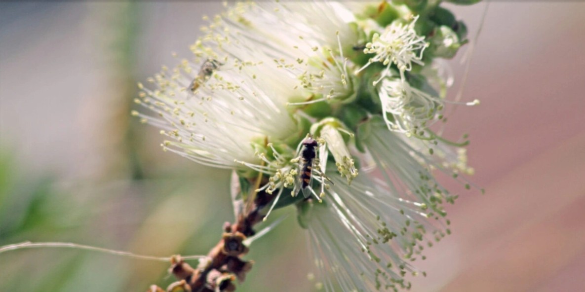 A bee pollinating a flower.