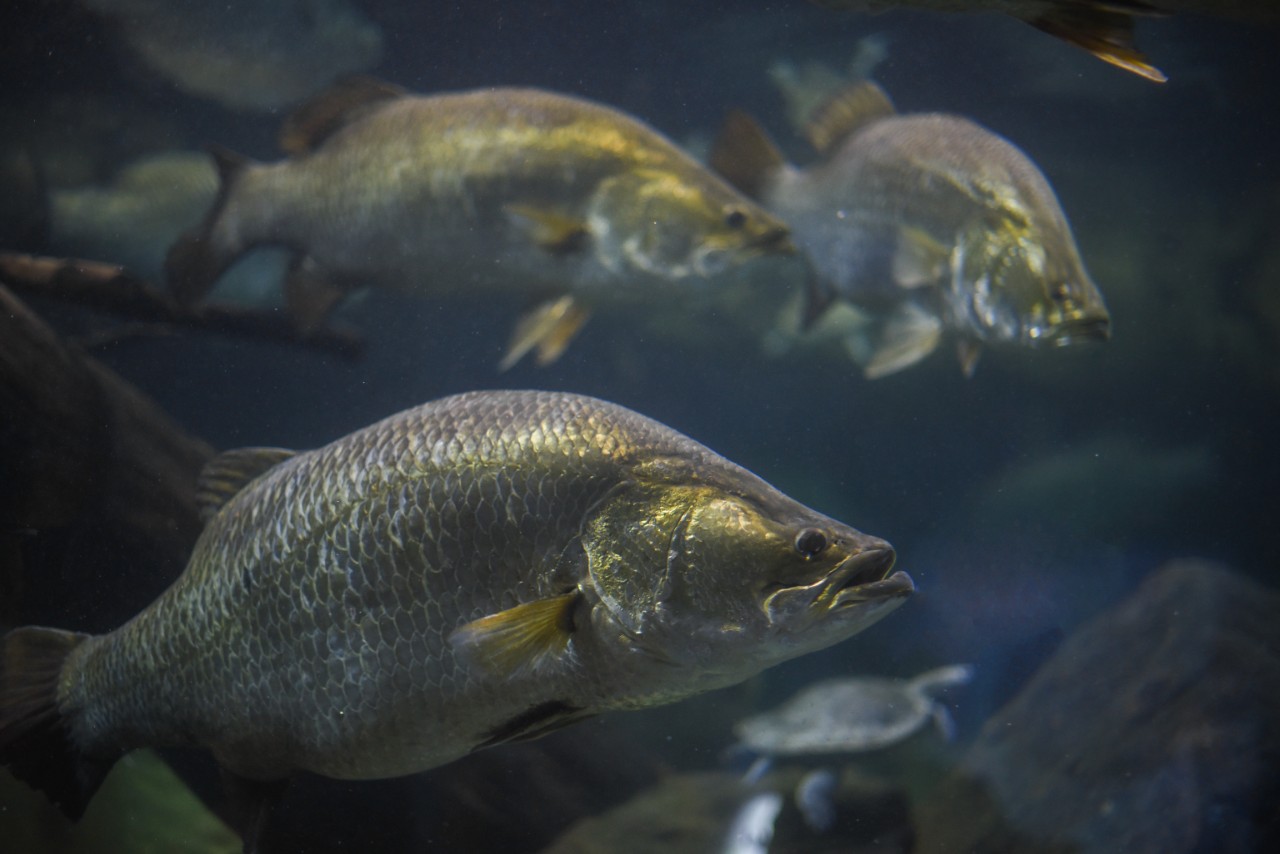 Australian barramundi in an aquarium.
