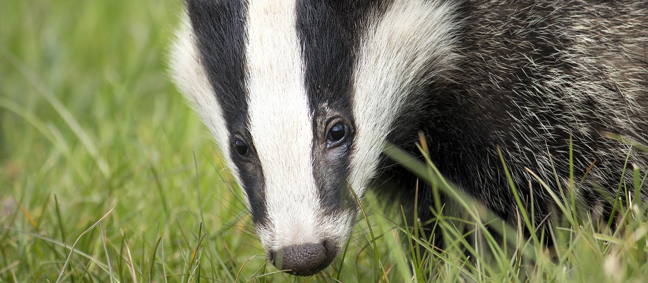 The European badger (Meles meles). Photo: Pixabay