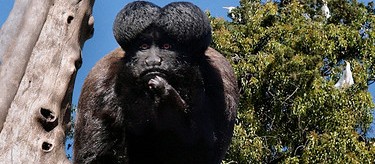 Bearded saki monkey (Chiropotes satanas). Photo: Creative Commons