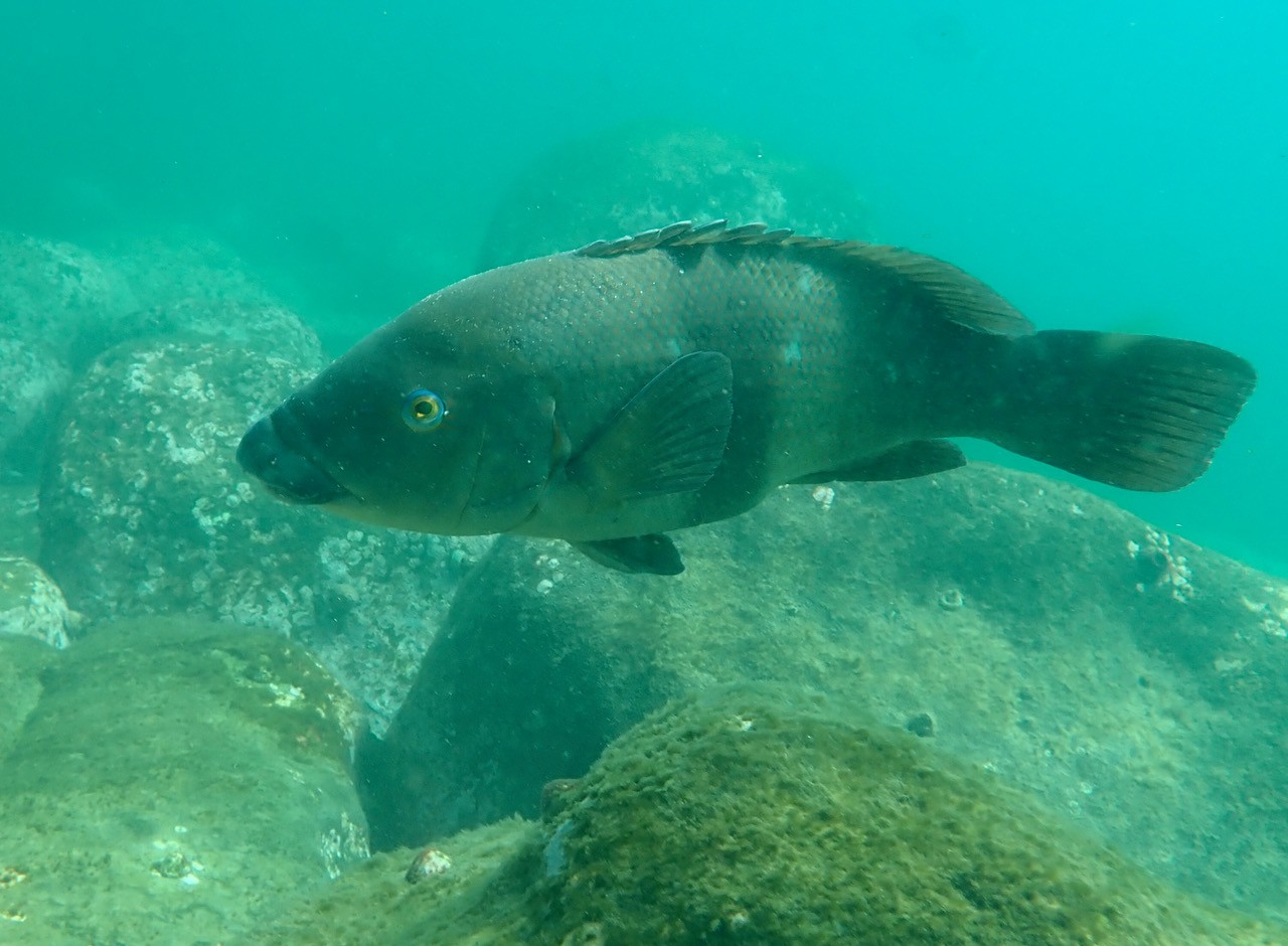 Mature Female Eastern Blue Groper with a pink colouration.