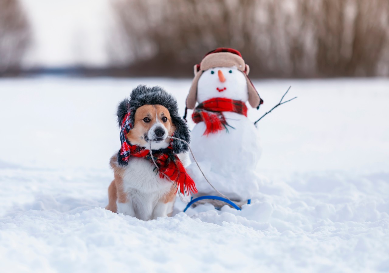 Christmas themed Corgie in the snow