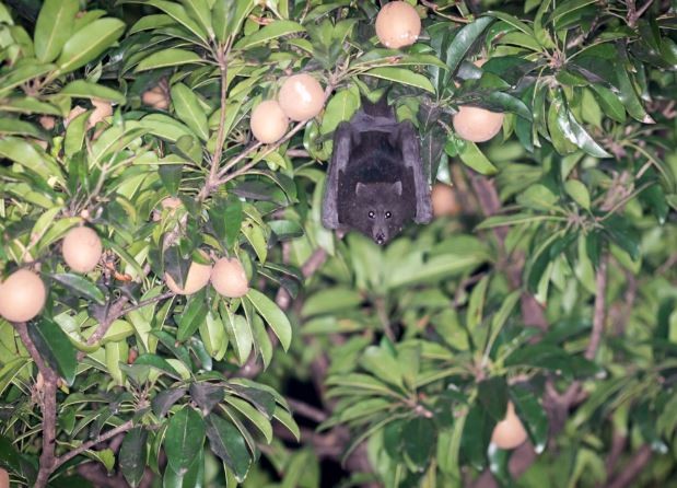 A Christmas Island flying fox in a Sapodilla tree. 