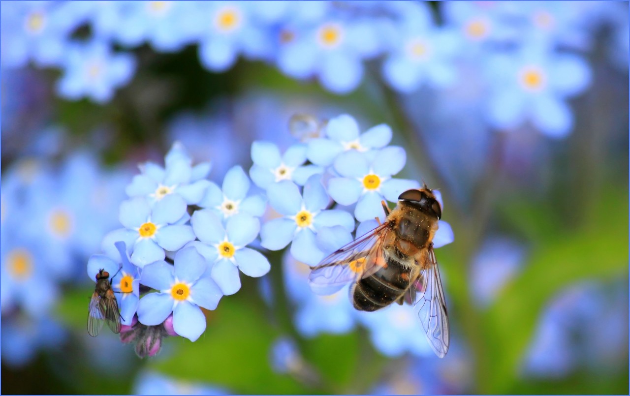 A single bee on a flower