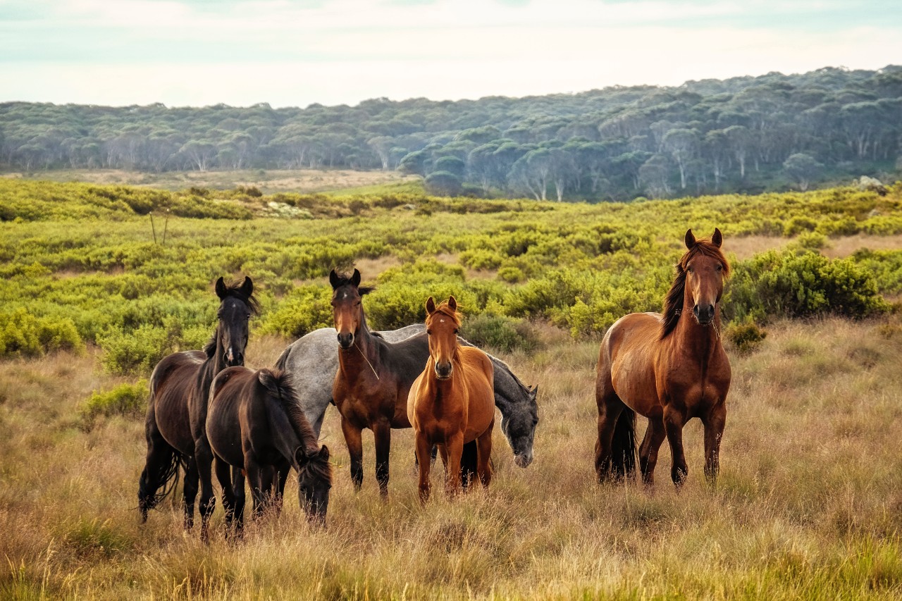 Brumbies in the Snowy Mountains. Photo: Christine Mendoza/Unsplash