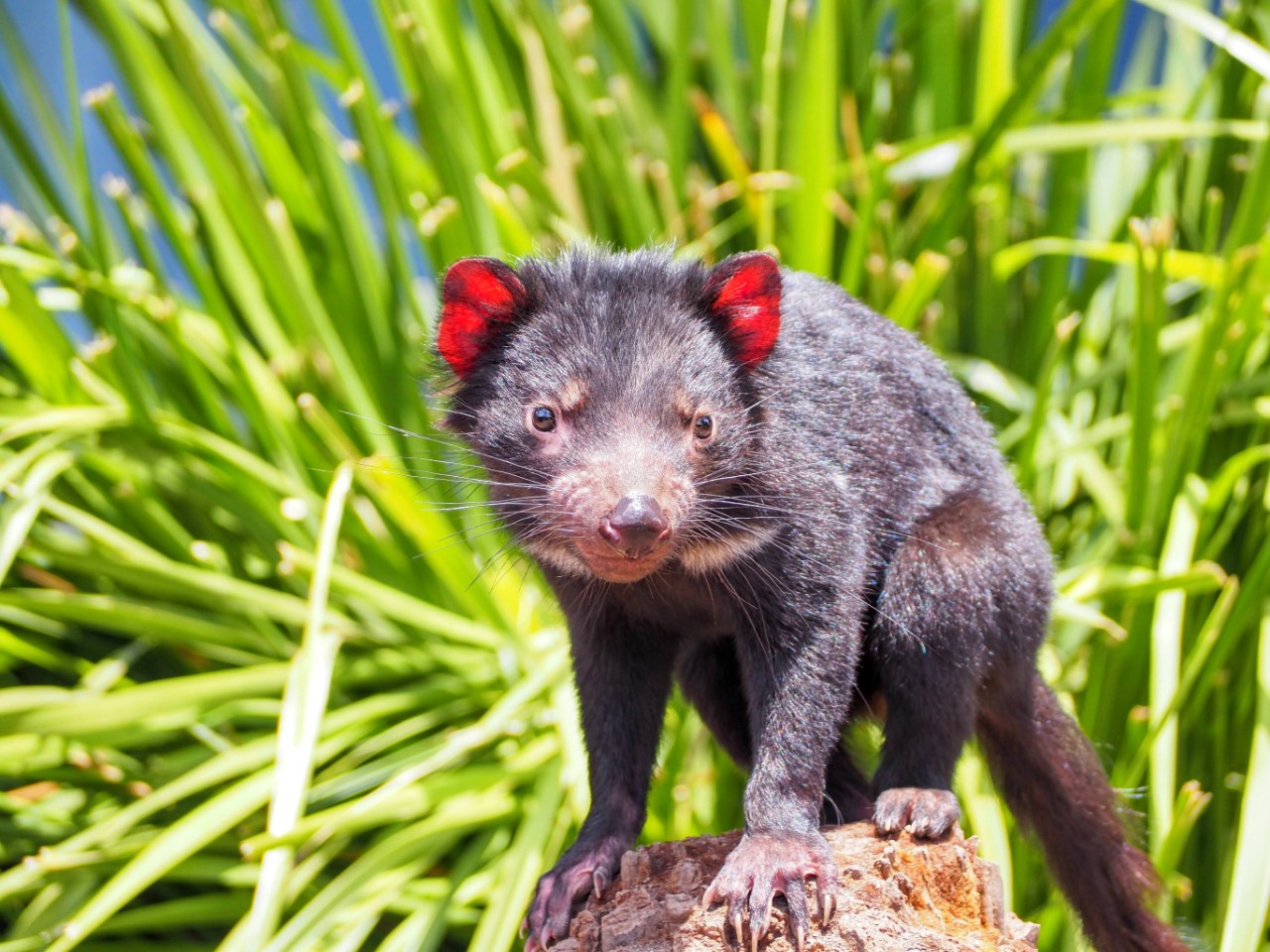 A Tasmanian devil