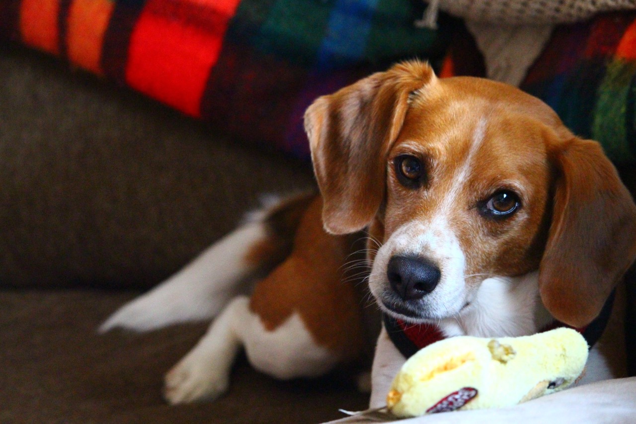 photo of a dog lying down chewing on a toy