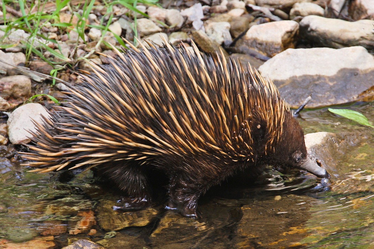 An echidna in a stream.