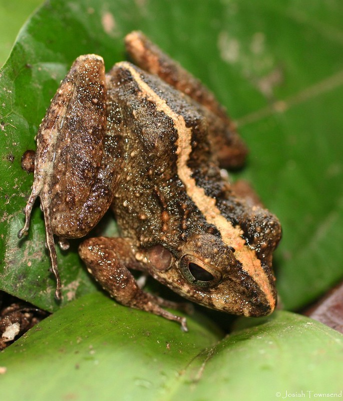 Nombre de Dios Streamside Frog 