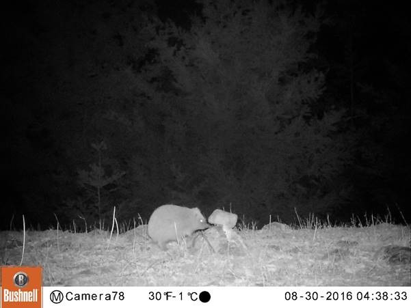 A hedgehog investigates an odour point – caught on camera trap. 