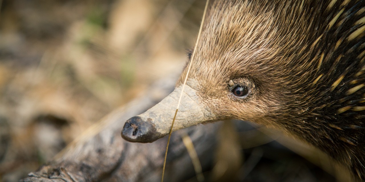 An echidna
