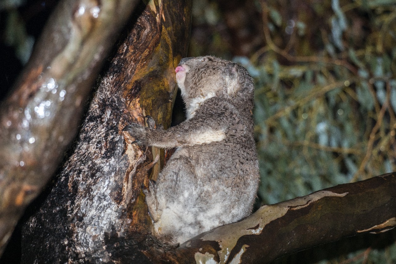 Photo of an adult male koala licking water from a White Box tree in a rainstorm in the Liverpool Plains, NSW. 