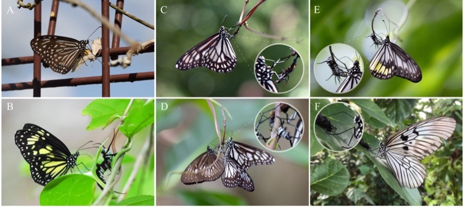 Milkweed butterflies imbibing from dead and living caterpillars. 