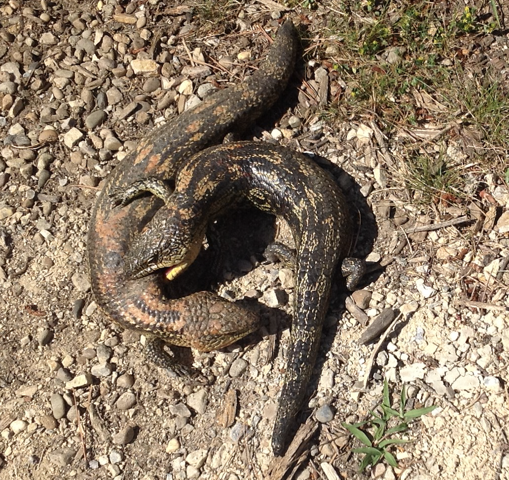 photo of two blue tongue lizards mating 