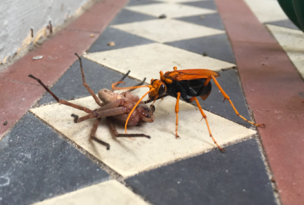 photo of a wasp attacking a spider