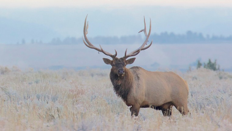 North American elk (Cervus canadensis) 