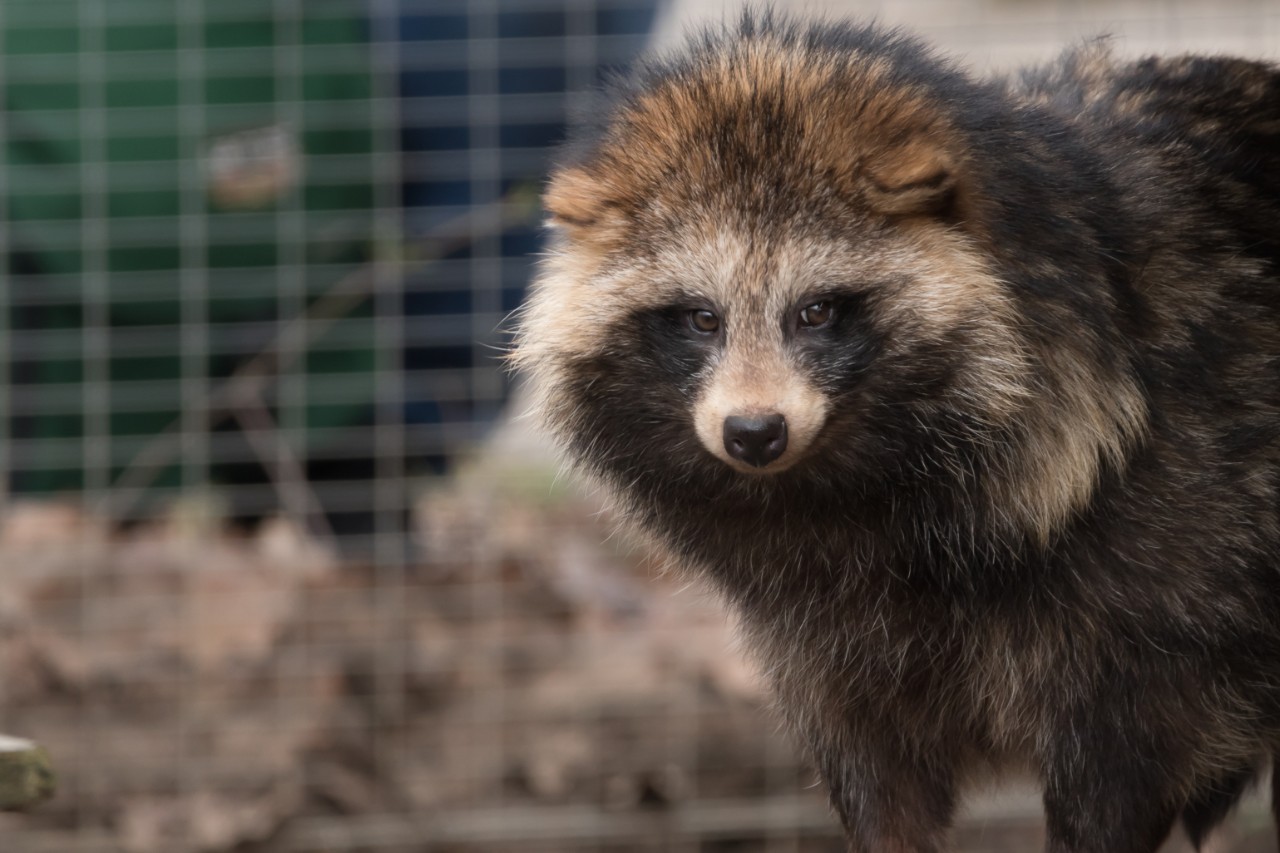 A raccoon dog