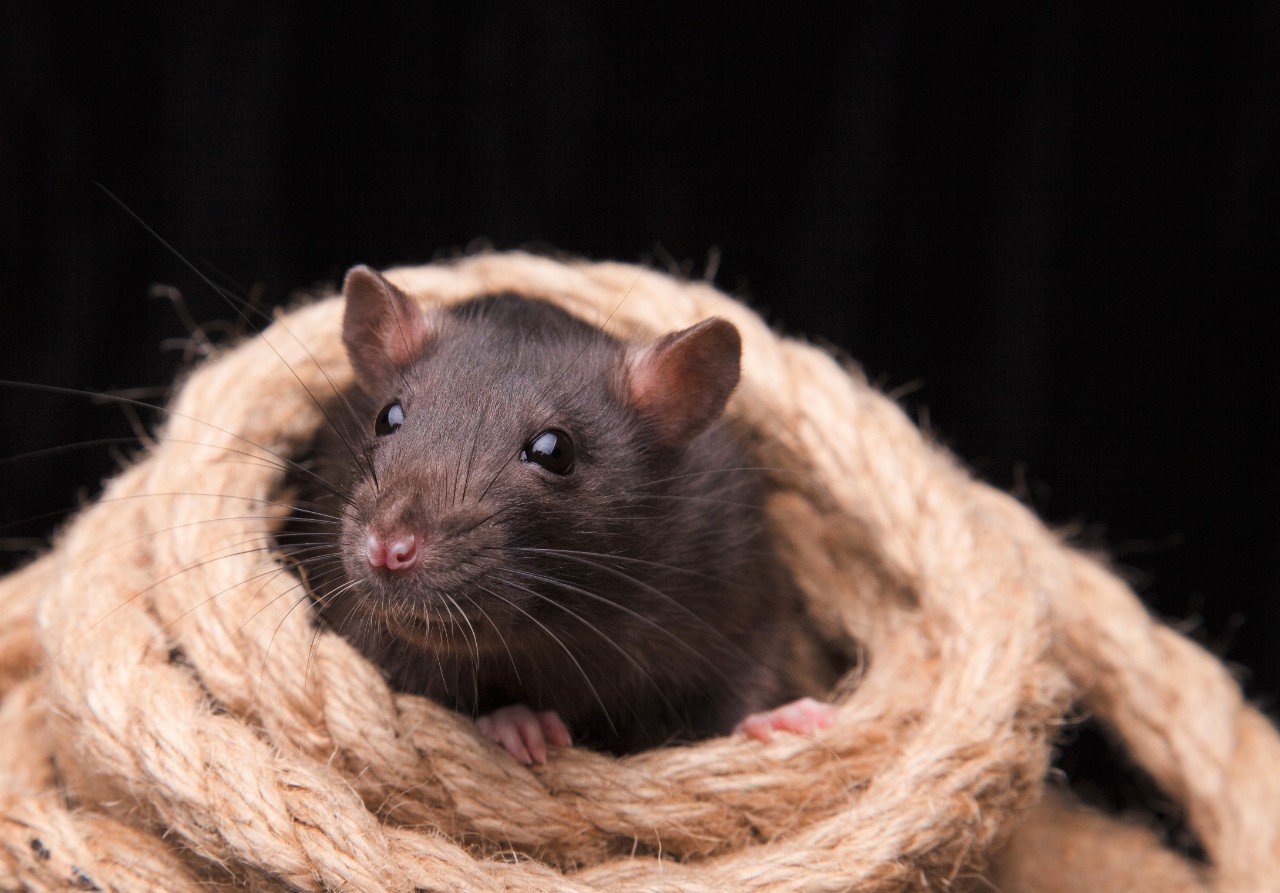 A European black rat poking it's head through a coil of rope