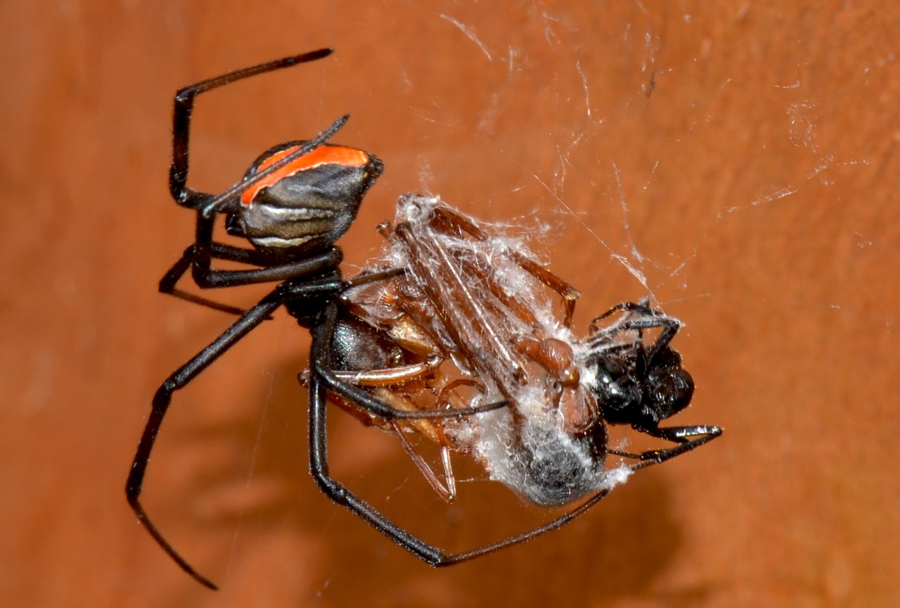 Red back spider