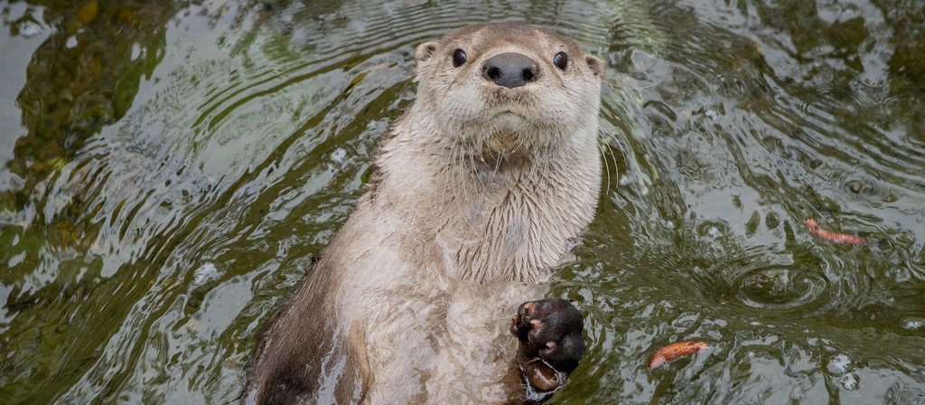 River otter (Lontra canadensis). Photo: Jon David Nelson/CC