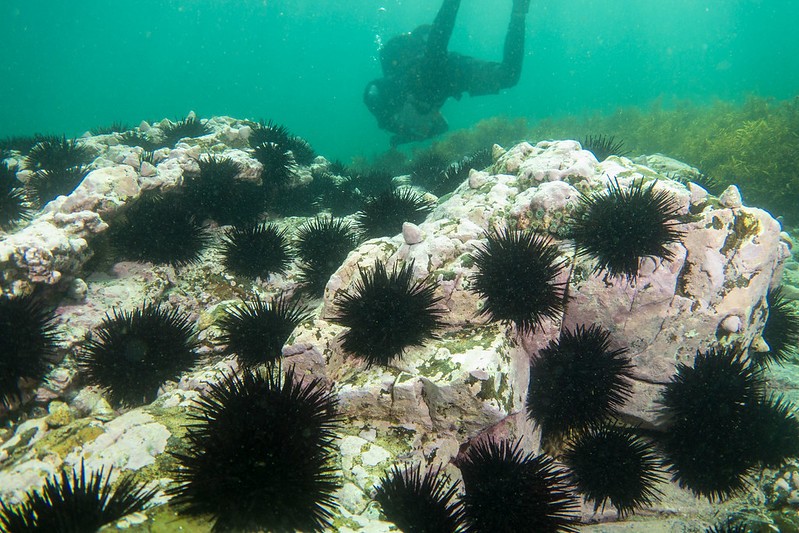 A long-spined sea urchin barren in Maloneys Bay, NSW, Australia. 