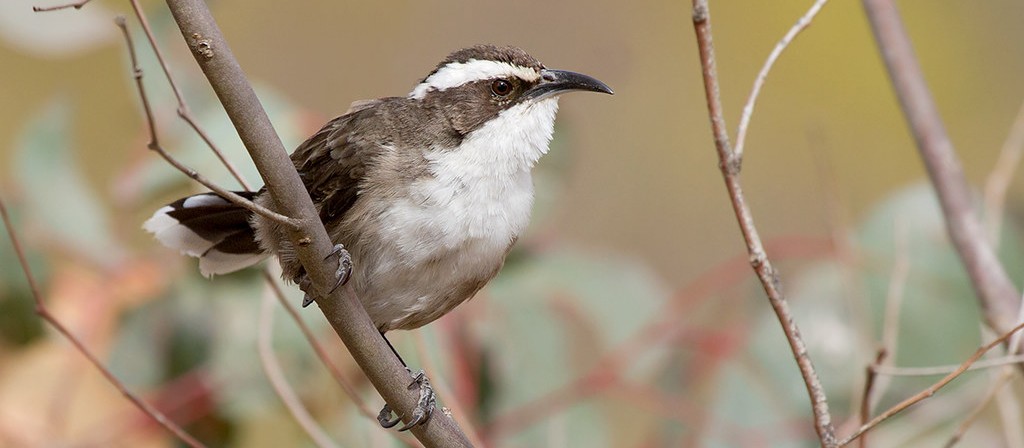 White-browed babbler (Pomatostomus superciliousus) in Western Australia.