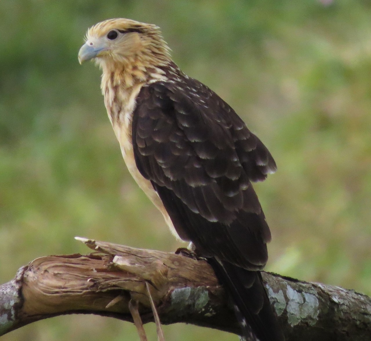 Yellow-headed-caracara. [Credit: Cesar Arredondo]