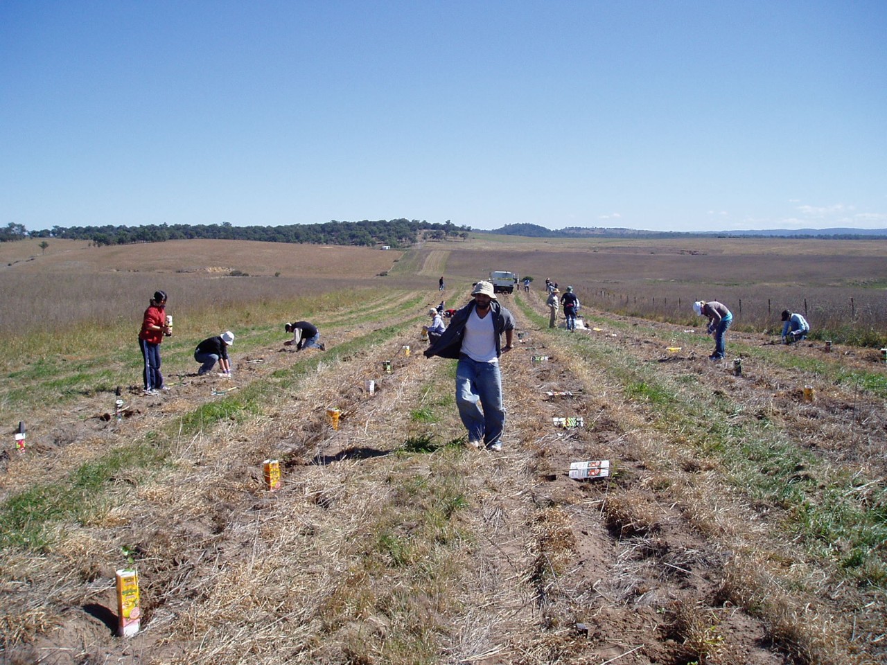 The University of Sydney's Landcare Society planting 1600 trees. 