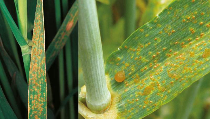 International scholarship student leads barley rust breakthrough - The ...