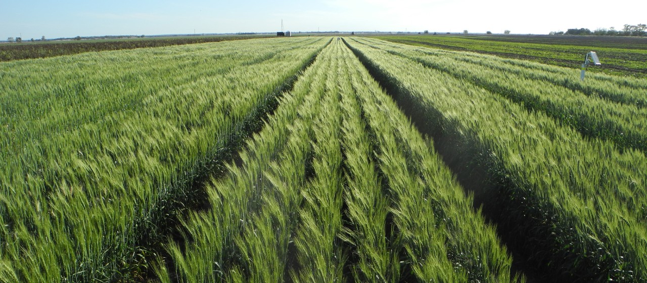 Cover crops help resink carbon into depleted topsoils.