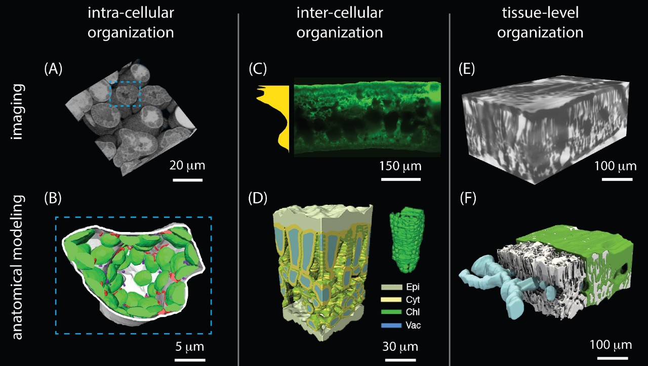3D imaging can help us understand the complex processes inside leaves. From the paper we see images of sunflower, wheat and tomato leaves.