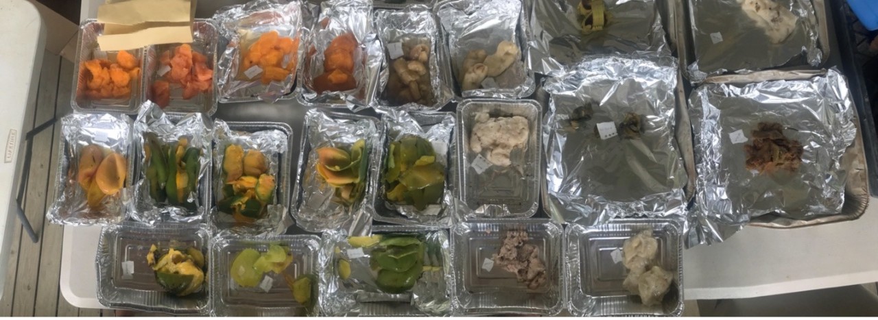 Collected plant samples, prior to drying. 