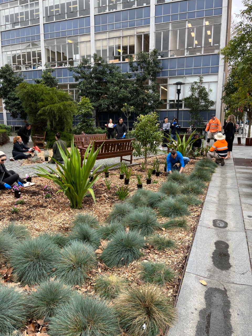 Green Impact staff and students work with Open Spaces team to plant flower beds on Camperdown Campus