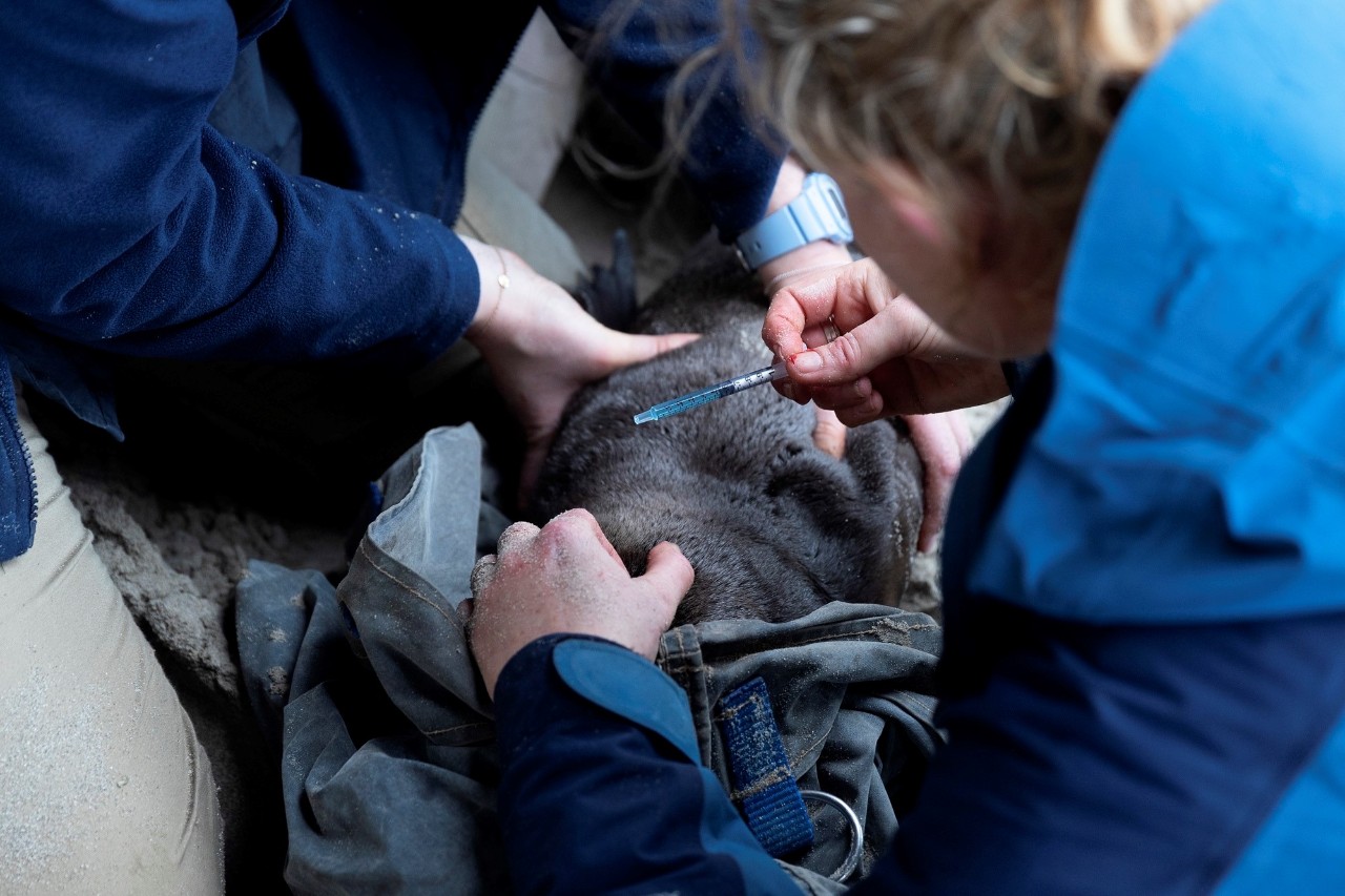 Dr Rachael Gray and colleagues treating Australian sea lions with ivermectin at Seal Bay Conservation Park, Kangaroo Island. 