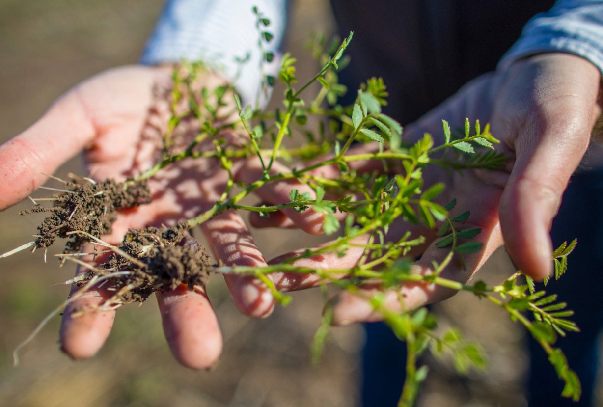 Chickpea plant