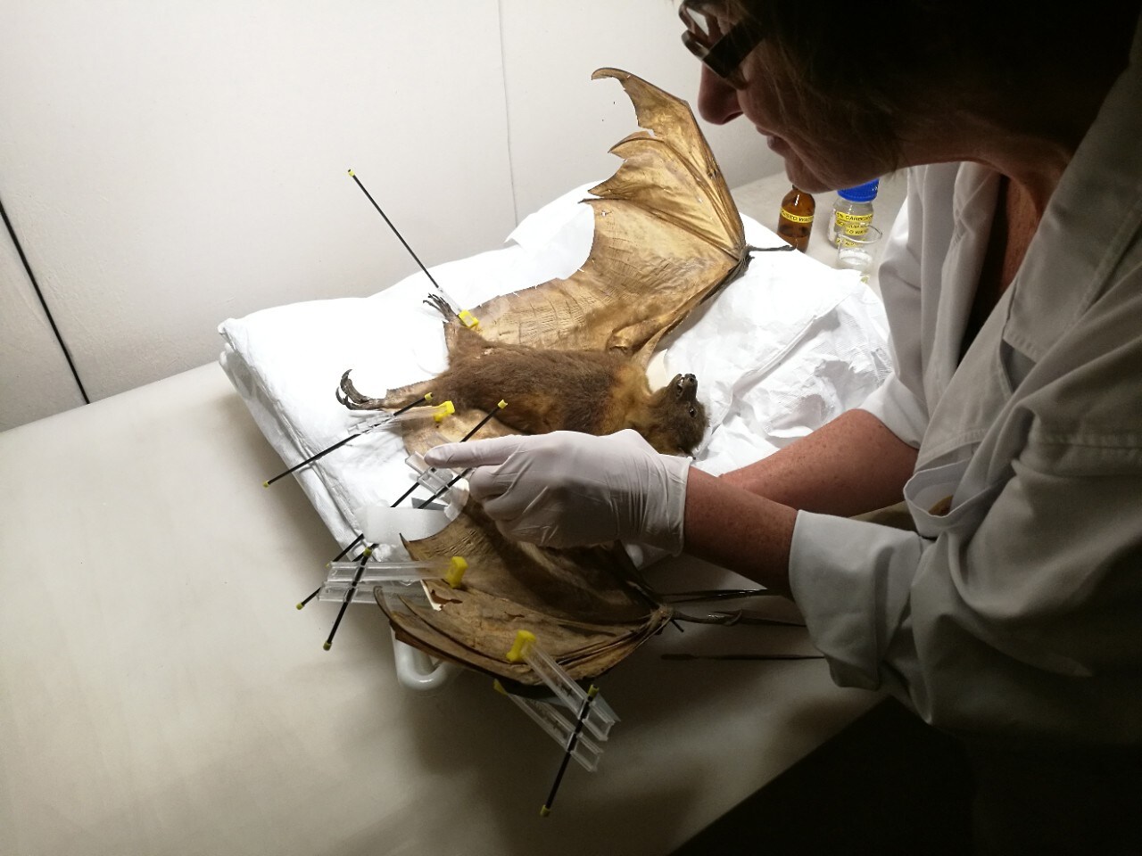 Sasha Stollman conserves a bat specimen