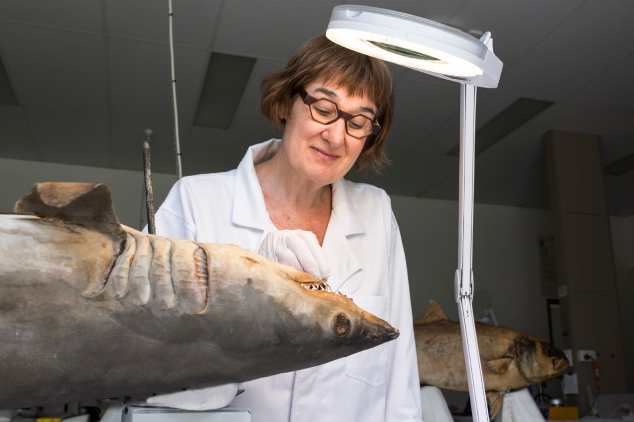 Sasha Stollman conserves a shark specimen