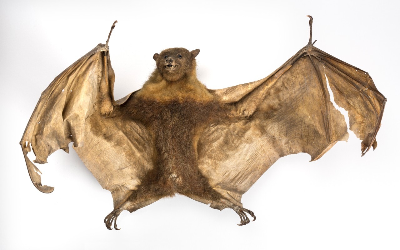 Fruit bat specimen