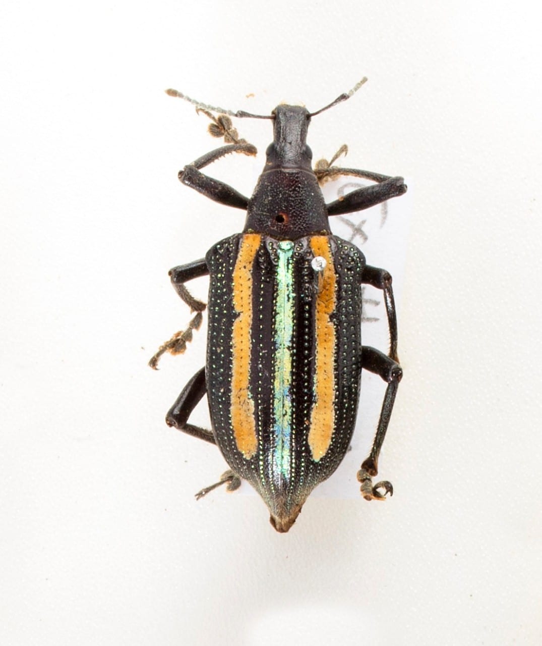 Black, yellow and green beetle