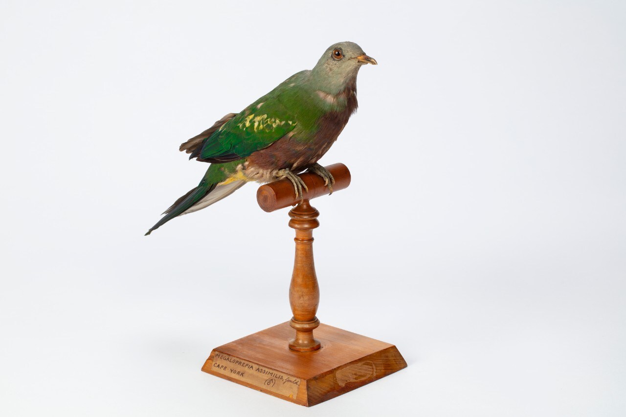 photograph of a mounted bird speciment with green feathers