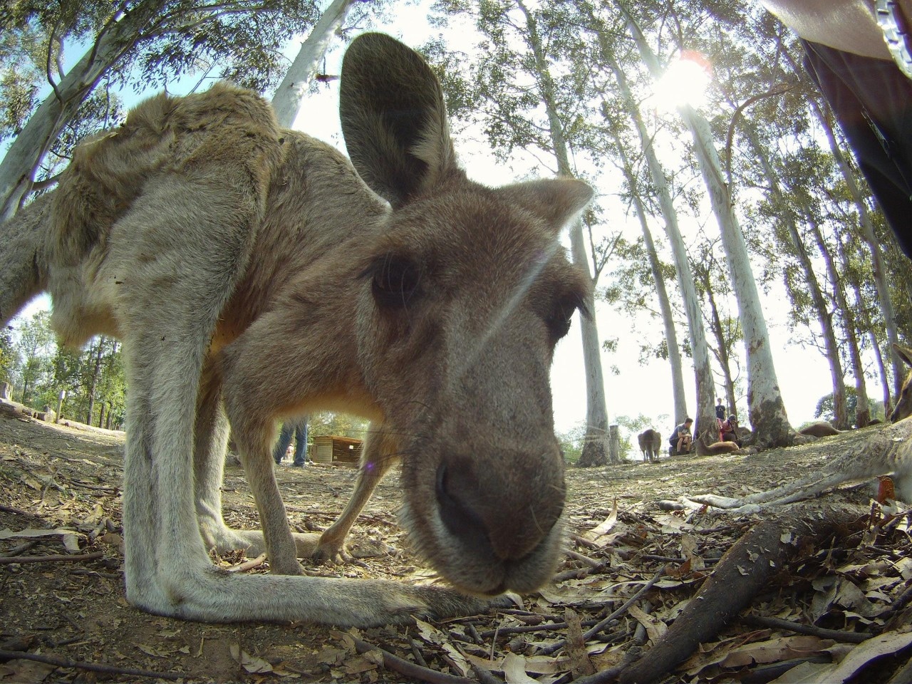 Close up image of kangaroo