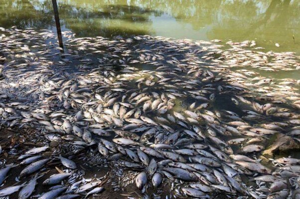 Hundreds of dead fish float in the Murray-Darling River